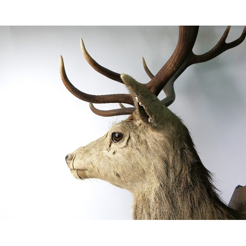 721 - Taxidermy - A fourteen point Scottish Red Stag head mounted on an oak shield, marked ADP CNOC AN EIC... 