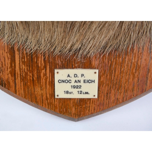 721 - Taxidermy - A fourteen point Scottish Red Stag head mounted on an oak shield, marked ADP CNOC AN EIC... 