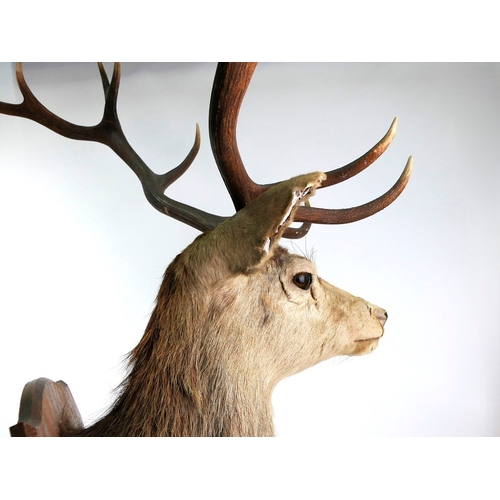 721 - Taxidermy - A fourteen point Scottish Red Stag head mounted on an oak shield, marked ADP CNOC AN EIC... 