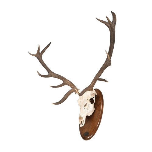 785 - Taxidermy - A twelve point Red Stag polished skull and antlers, formerly from the G Kenneth Whitehea... 