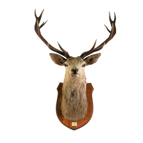 721 - Taxidermy - A fourteen point Scottish Red Stag head mounted on an oak shield, marked ADP CNOC AN EIC... 