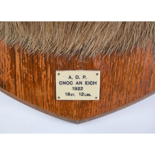 721 - Taxidermy - A fourteen point Scottish Red Stag head mounted on an oak shield, marked ADP CNOC AN EIC... 