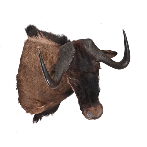 802 - Taxidermy - A head of a Gnu (black Wildebeest).  Maximum length from wall +/- 95 cm, width between h... 