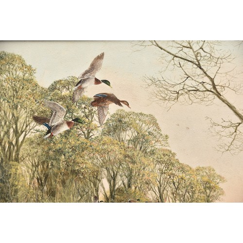 235 - Ken Turner (British)'Mallards and Teal', a peaceful river scene with ducks, oil on board, signed low... 