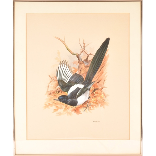 15 - Maurice Pledger (British, 1955-).'Magpie', for the book 'Garden Birds', a watercolour painting of a ... 