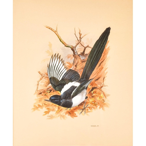 15 - Maurice Pledger (British, 1955-).'Magpie', for the book 'Garden Birds', a watercolour painting of a ... 