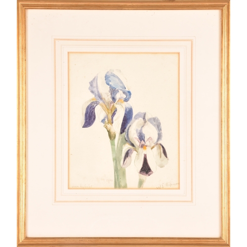 44 - William John Caparne (British, 1856-1940) A watercolour of iris, 27 x 22cm, signed to bottom right, ... 