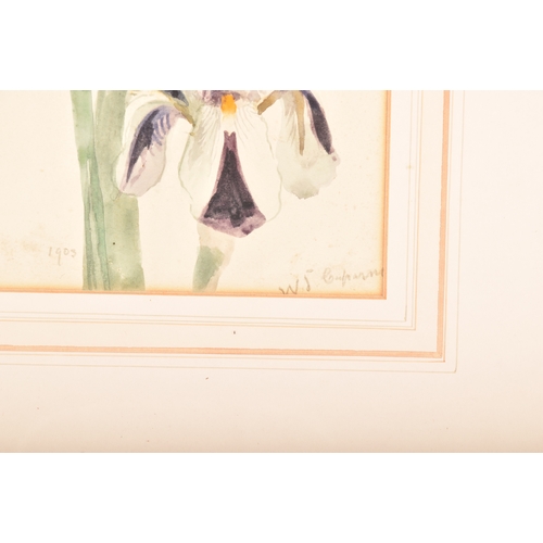 44 - William John Caparne (British, 1856-1940) A watercolour of iris, 27 x 22cm, signed to bottom right, ... 