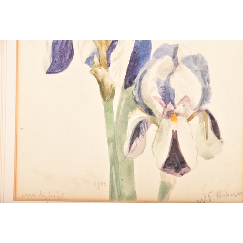 44 - William John Caparne (British, 1856-1940) A watercolour of iris, 27 x 22cm, signed to bottom right, ... 