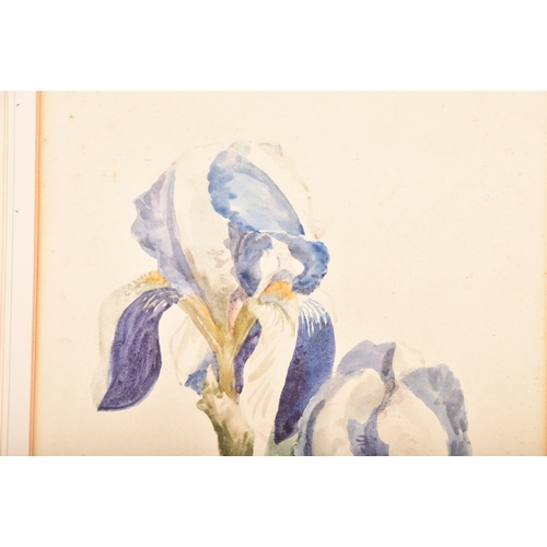 44 - William John Caparne (British, 1856-1940) A watercolour of iris, 27 x 22cm, signed to bottom right, ... 