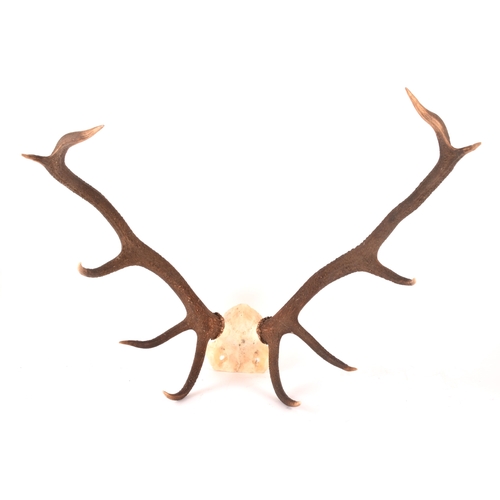 337 - A pair of Scottish Red Deer 10 point antlers from the Balmoral Estate, attached to skull section, sh... 