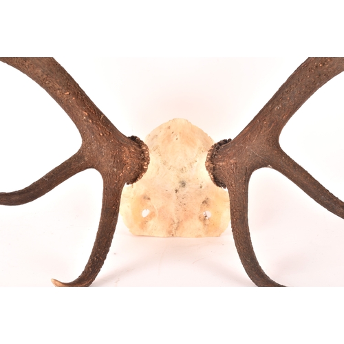 337 - A pair of Scottish Red Deer 10 point antlers from the Balmoral Estate, attached to skull section, sh... 