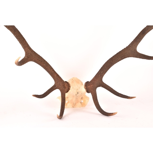 337 - A pair of Scottish Red Deer 10 point antlers from the Balmoral Estate, attached to skull section, sh... 