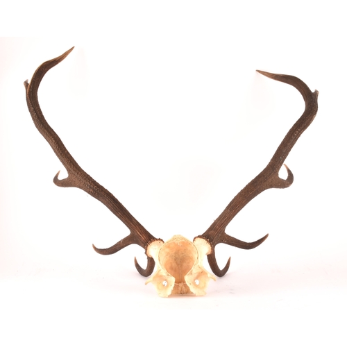 337 - A pair of Scottish Red Deer 10 point antlers from the Balmoral Estate, attached to skull section, sh... 