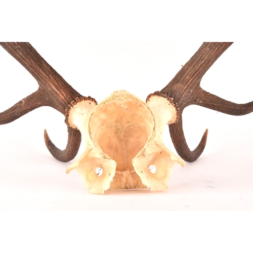 337 - A pair of Scottish Red Deer 10 point antlers from the Balmoral Estate, attached to skull section, sh... 