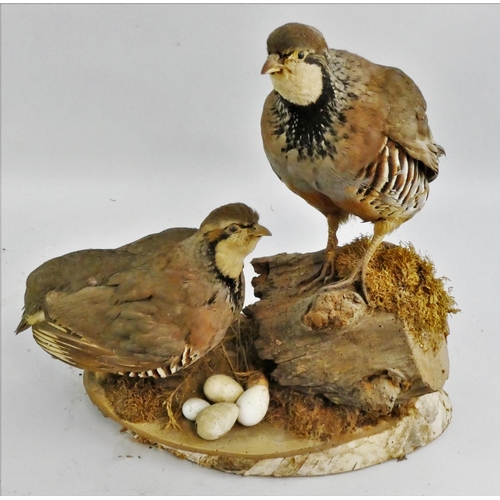 124 - Taxidermy - a pair of partridges (alectoris rufa), nesting with five eggs, one raised on a log stump... 