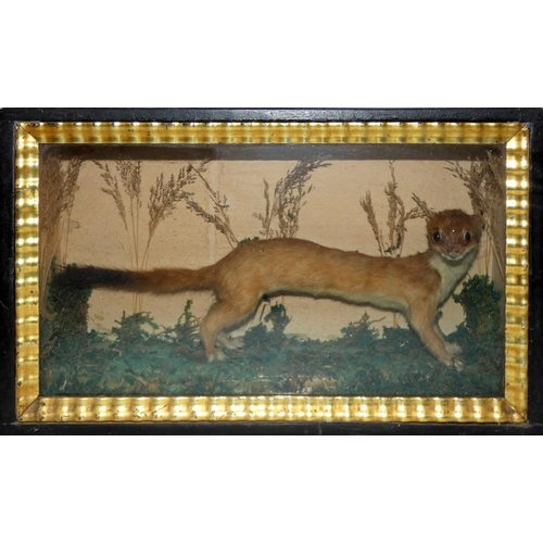 125 - Taxidermy - a stoat (mustela erminea), full mount amongst a naturalistic grassland scene, length 43 ... 