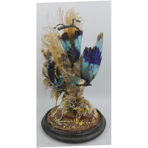 126 - Taxidermy - a late 19th century exotic bird, with bright blue and turquoise colours and grass backgr... 