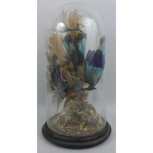 126 - Taxidermy - a late 19th century exotic bird, with bright blue and turquoise colours and grass backgr... 