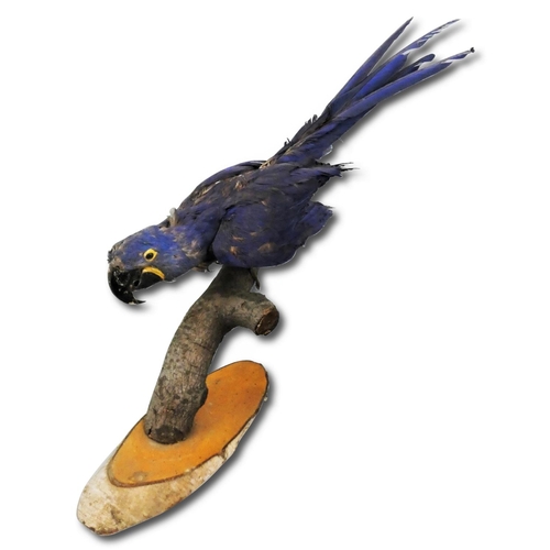 127 - Taxidermy - a hyacinth macaw parrot (anodorhynchus hyacinthinus), perched on a branch attached to a ... 