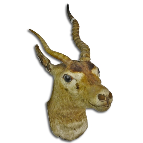 128 - Taxidermy - an impala head mount (aepyceros melampus), with one shedding antler, 29 cm from the wall... 