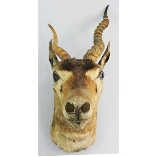 128 - Taxidermy - an impala head mount (aepyceros melampus), with one shedding antler, 29 cm from the wall... 