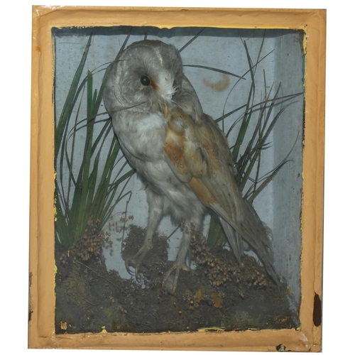 129 - Taxidermy - a barn owl (tito alba), full mount adult stood atop a moss encrusted tree stump, amidst ... 