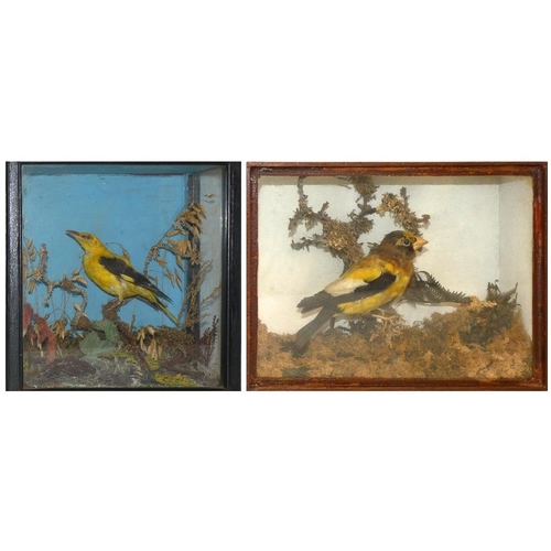 130 - Taxidermy - a Eurasian golden oriole (oriolus oriolus), housed in a glass fronted display case with ... 