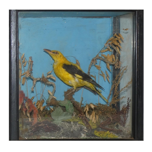 130 - Taxidermy - a Eurasian golden oriole (oriolus oriolus), housed in a glass fronted display case with ... 