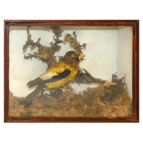 130 - Taxidermy - a Eurasian golden oriole (oriolus oriolus), housed in a glass fronted display case with ... 