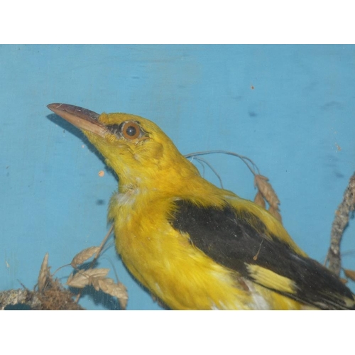 130 - Taxidermy - a Eurasian golden oriole (oriolus oriolus), housed in a glass fronted display case with ... 