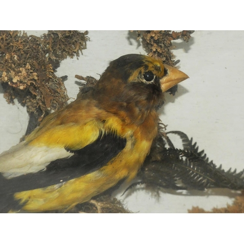 130 - Taxidermy - a Eurasian golden oriole (oriolus oriolus), housed in a glass fronted display case with ... 