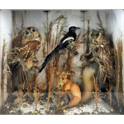 131 - Taxidermy - a glass fronted display case containing a tawny or brown owl (strix aluco), a believed h... 