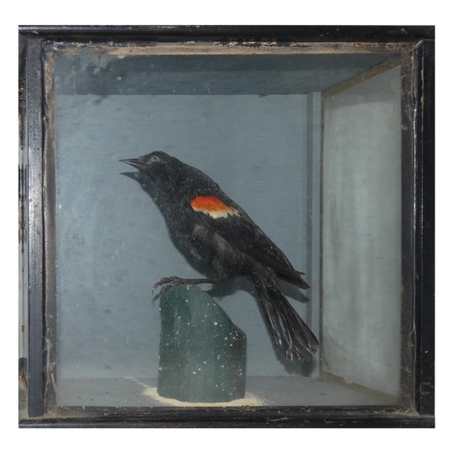 132 - Taxidermy - a red winged blackbird (agelaius phoeniceus), housed in a glass fronted display case, ca... 