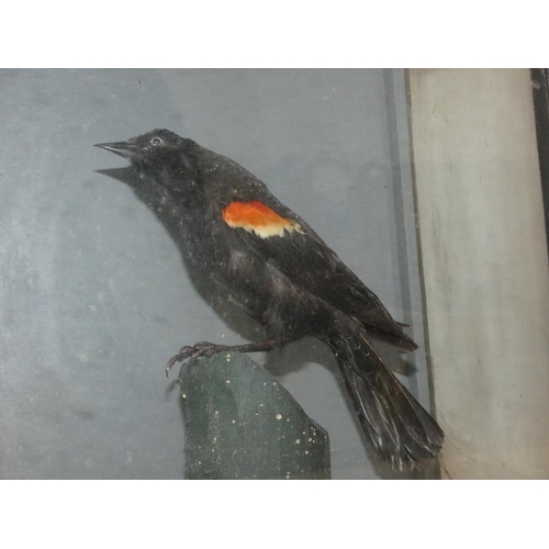 132 - Taxidermy - a red winged blackbird (agelaius phoeniceus), housed in a glass fronted display case, ca... 