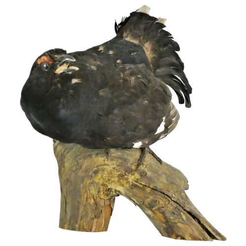 133 - Taxidermy - a black grouse (lyrurus tetrix), full mount cock bird with open mouth raised upon a tree... 