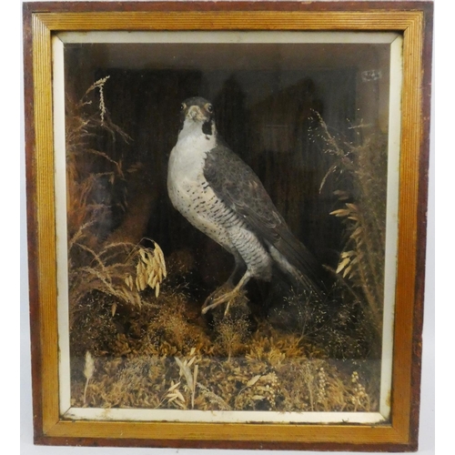 134 - Taxidermy - a peregrine falcon (falco peregrinus), full mount raised upon a faux mossy log, enclosed... 