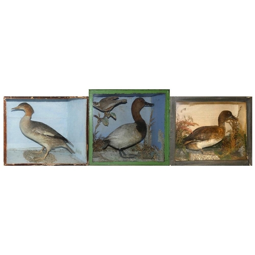 136 - Taxidermy - a red headed merganser, enclosed within a glass fronted display case, together with a du... 