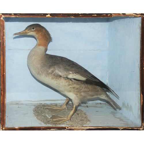 136 - Taxidermy - a red headed merganser, enclosed within a glass fronted display case, together with a du... 