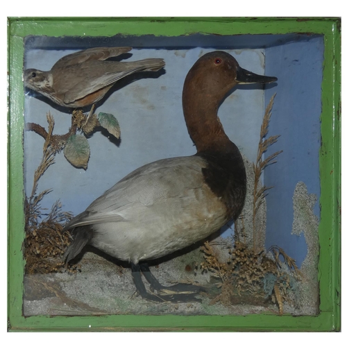 136 - Taxidermy - a red headed merganser, enclosed within a glass fronted display case, together with a du... 