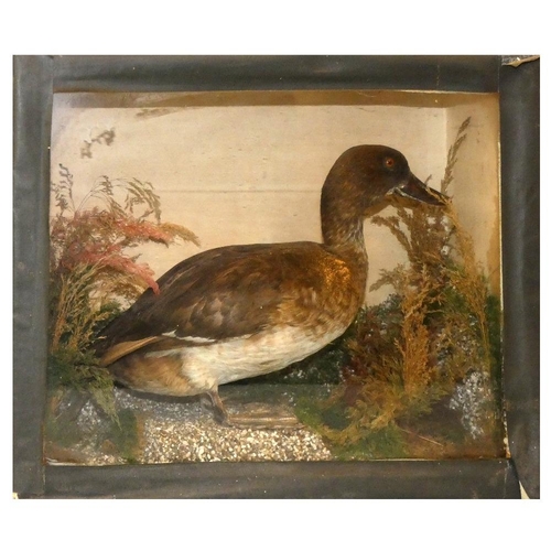 136 - Taxidermy - a red headed merganser, enclosed within a glass fronted display case, together with a du... 