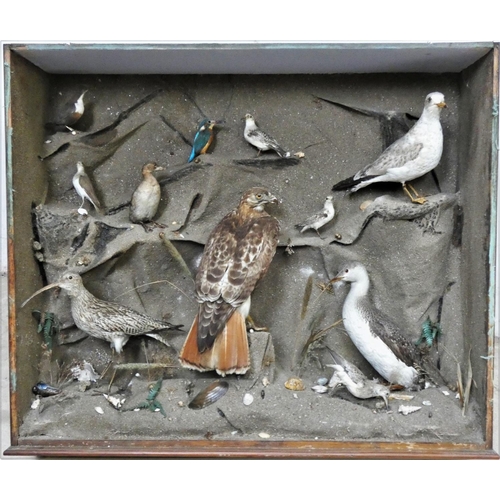 138 - Taxidermy - eleven various seaside birds and birds of prey in a large glass fronted display case, to... 