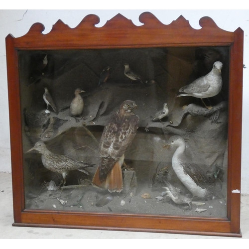 138 - Taxidermy - eleven various seaside birds and birds of prey in a large glass fronted display case, to... 