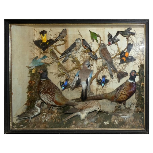 139 - Taxidermy - twenty-one various birds housed in a glass-fronted display case, to include a pair of ph... 