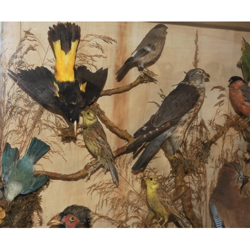 139 - Taxidermy - twenty-one various birds housed in a glass-fronted display case, to include a pair of ph... 