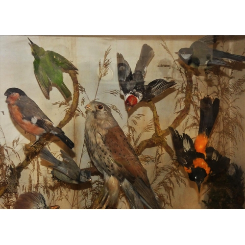 139 - Taxidermy - twenty-one various birds housed in a glass-fronted display case, to include a pair of ph... 