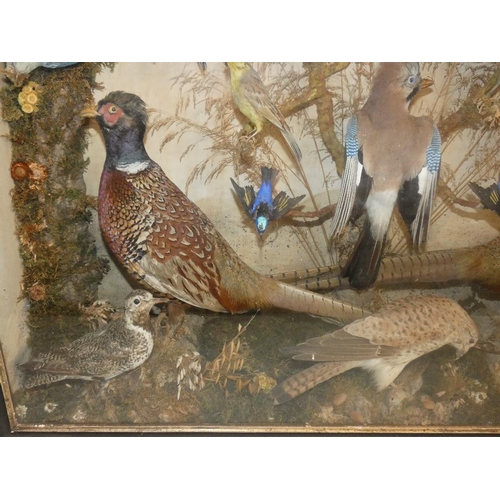 139 - Taxidermy - twenty-one various birds housed in a glass-fronted display case, to include a pair of ph... 