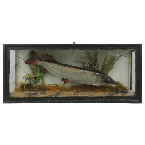 140 - Taxidermy - a red tailed Northern pike (esox lucius) or Muskellunge, full mount amongst a naturalist... 