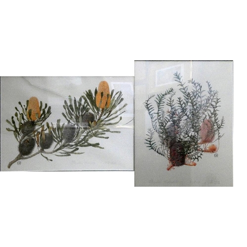 267 - Celia Rosser, Banksia blechnifolia, limited edition print, 10/306, signed in pencil, 70 x 51 cm, pin... 