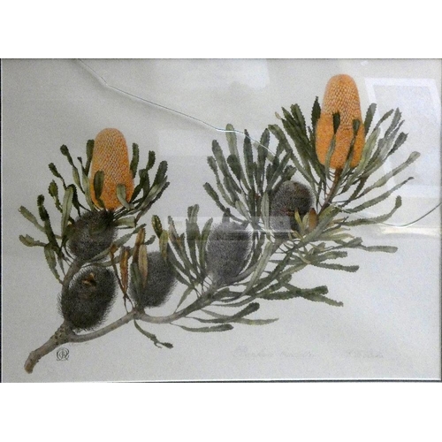 267 - Celia Rosser, Banksia blechnifolia, limited edition print, 10/306, signed in pencil, 70 x 51 cm, pin... 